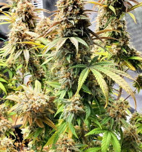 Auto White Widow
