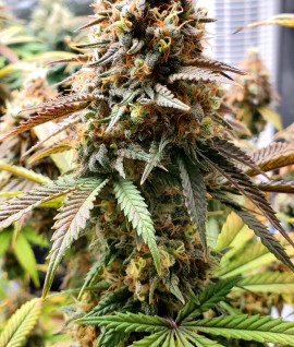 Auto White Widow