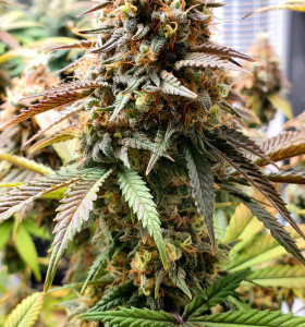 Auto White Widow
