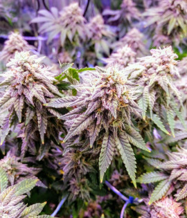 Afghani Kush