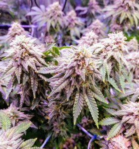 Afghani Kush