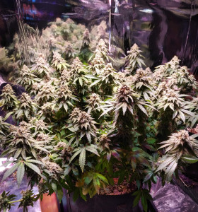 Купити насіння коноплі Afghani Kush  - замовити в Україні