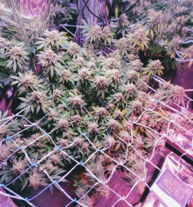 Купити насіння коноплі Afghani Kush  - замовити в Україні