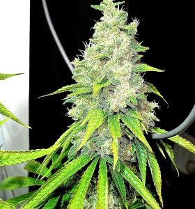 Amnesia