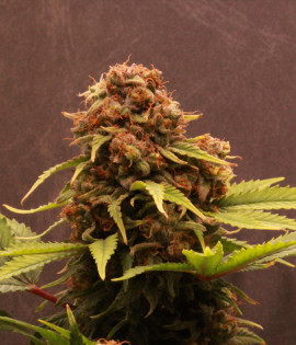 Black Widow