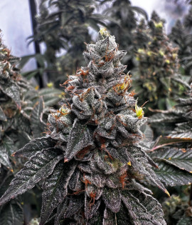 Blueberry