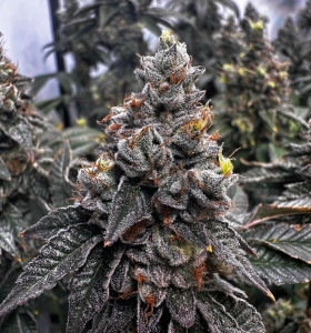 Blueberry