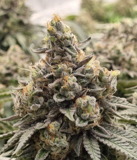 Critical