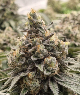 Critical