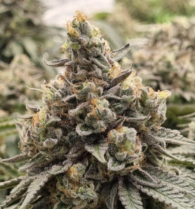 Critical
