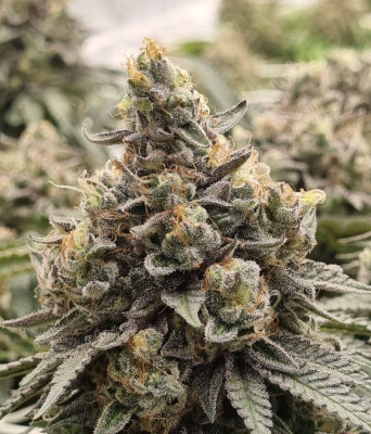 Critical