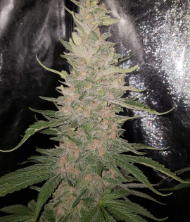 Early Skunk