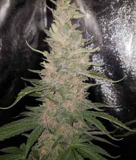 Early Skunk