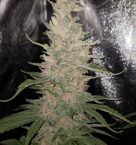 Early Skunk