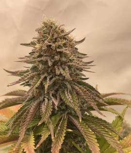 Gelato