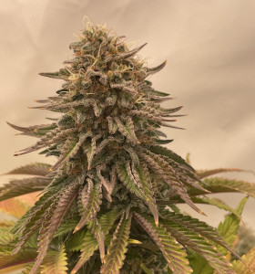 Gelato