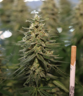 Lemon Skunk