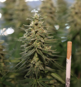 Lemon Skunk