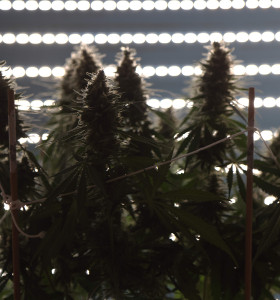 Купити насіння коноплі Lemon Skunk - замовити в Україні