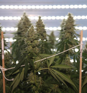 Купити насіння коноплі Lemon Skunk - замовити в Україні