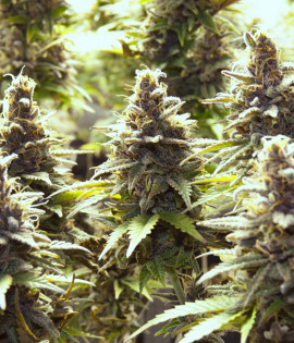 Purple Haze