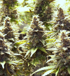 Purple Haze
