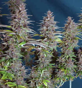 Купити насіння коноплі Purple Haze - замовити в Україні