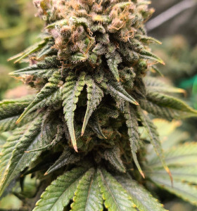 Купити насіння коноплі Purple Kush - замовити в Україні
