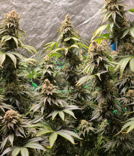 Purple Kush