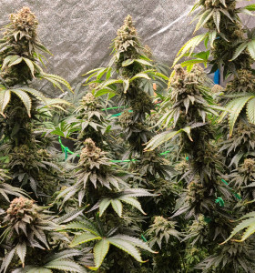 Купити насіння коноплі Purple Kush - замовити в Україні