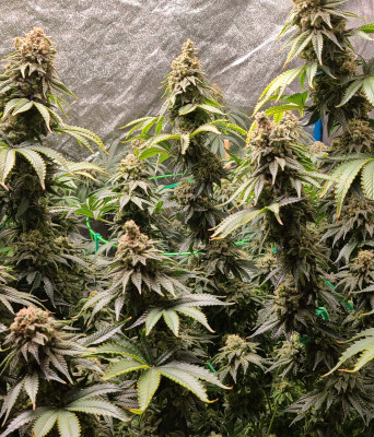 Купити насіння коноплі Purple Kush - замовити в Україні