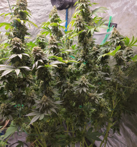 Купити насіння коноплі Purple Kush - замовити в Україні