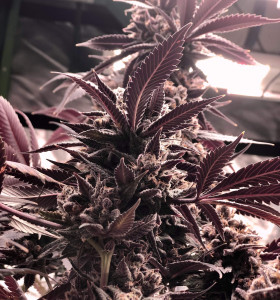 Sour Diesel