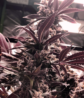 Купити насіння коноплі Sour Diesel - замовити в Україні