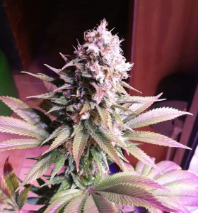 Купити насіння коноплі Sour Diesel - замовити в Україні