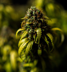 Купити насіння коноплі Sour Diesel - замовити в Україні