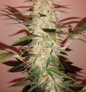 Jack Herer 