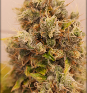 Jack Herer 