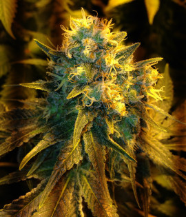 Jack Herer 