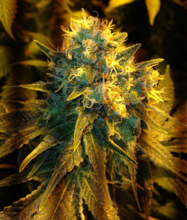 Jack Herer 