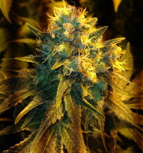 Jack Herer 