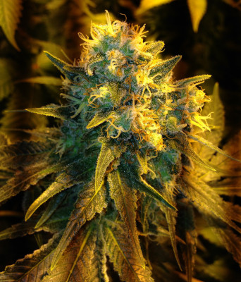 Jack Herer 