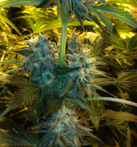 Jack Herer 