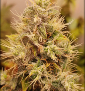 Jack Herer 