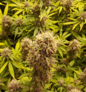 Jack Herer 