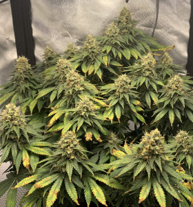 OG Kush
