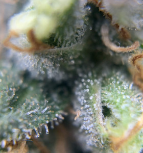 OG Kush
