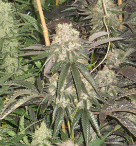 OG Kush