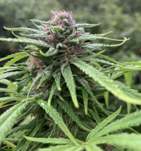 OG Kush
