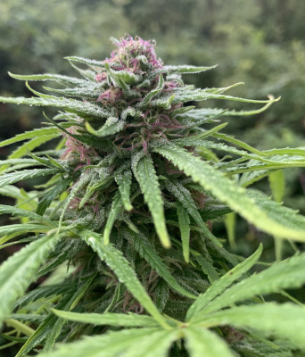 OG Kush